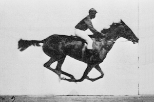 Horse animation